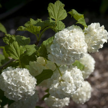 Common Snowball Aka Eastern Snowball Viburnum