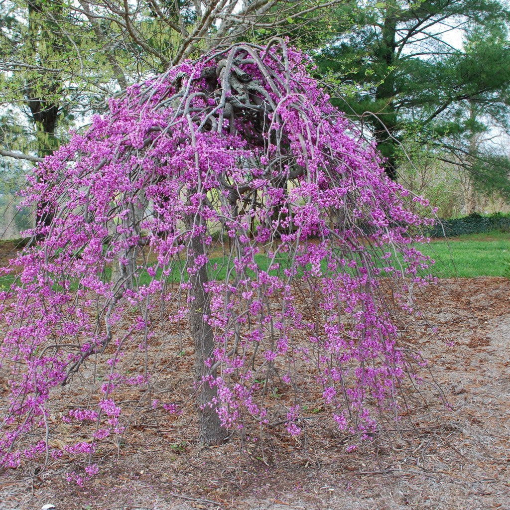 Ruby Falls Weeping Redbud - Absolutely Striking, Unique Weeping and Twisting Branches Cascading Toward The Ground. Plant Shipped is Around 4-6 Ft Tall