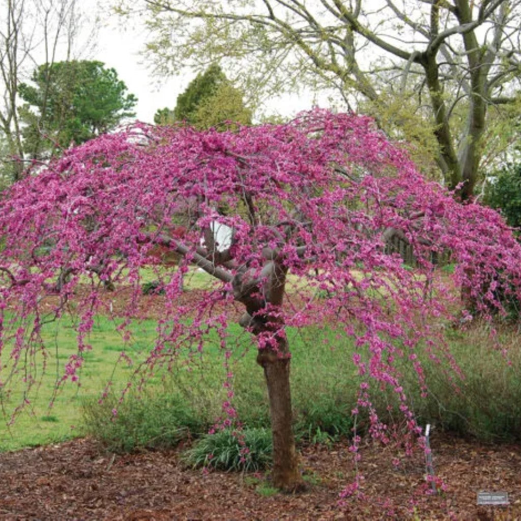 Ruby Falls Weeping Redbud - Absolutely Striking, Unique Weeping and Twisting Branches Cascading Toward The Ground. Plant Shipped is Around 4-6 Ft Tall