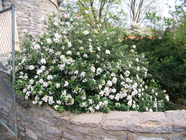 Viburnum Conoy-Small Shrub, Fragrant Flat-Topped White Flowers. Multi Stemmed and Semi Evergreen, Low Maintenance Plant.