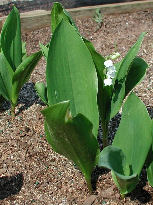 Convallaria Majalis - Lily of The Valley Very Fragrant Pure White Bell Shaped Flowers Blooms On Racemes Up To 12&quot; Tall.