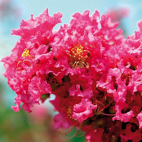 Pink Crape Myrtle-Sensational Pretty Rose Pink Blossoms, Exceptionally Fast Grower