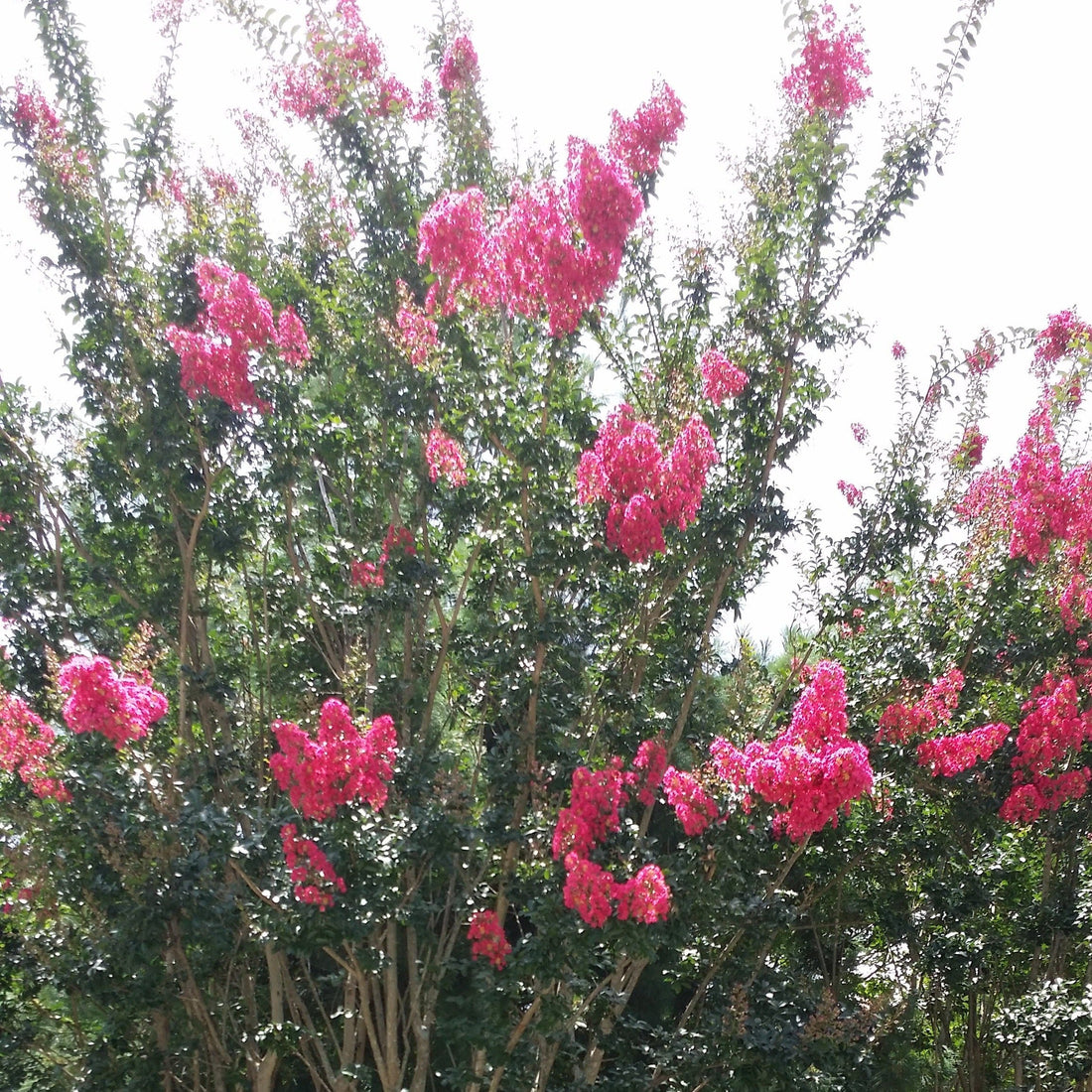 (Pack of 2 Plants 1 Gallon) Pink Crape Myrtle - Sensational Pretty Rose Pink Blossoms