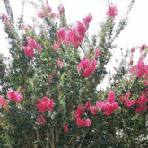 (Liner/Starter) Pink Crape Myrtle-Sensational Pretty Rose Pink Blossoms, Exceptionally Fast Grower