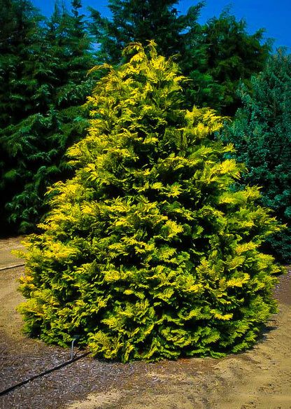 Cham Crippsii - Golden Hinoke Cypress