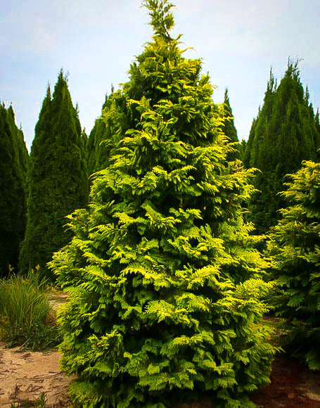 Cham Crippsii - Golden Hinoke Cypress