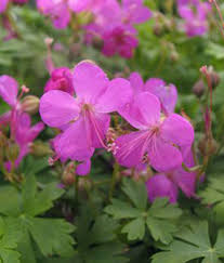 (1 Gallon) Geranium X Cantabrigiense Crystal Rose Cranesbil - This Variety of Flower Forms a Low, Spreading, Fragrant, Dark-Green Leaves