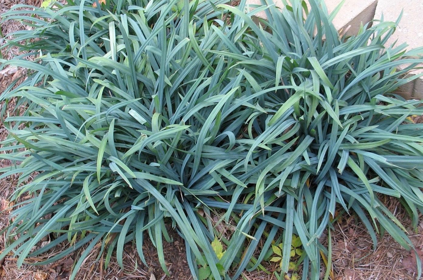 Carex Laxiculmis Hobb - Bunny Blue Sedge