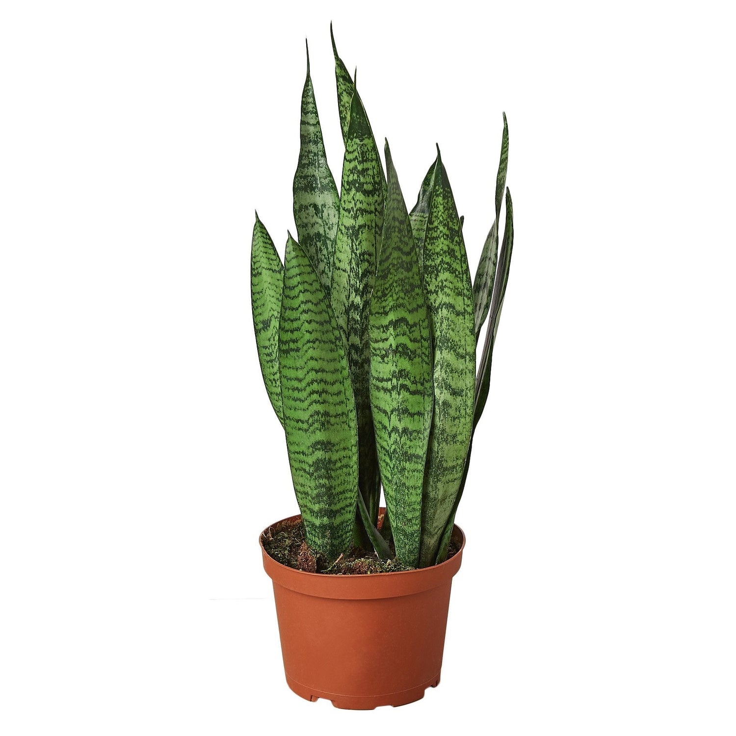 Snake Plant &