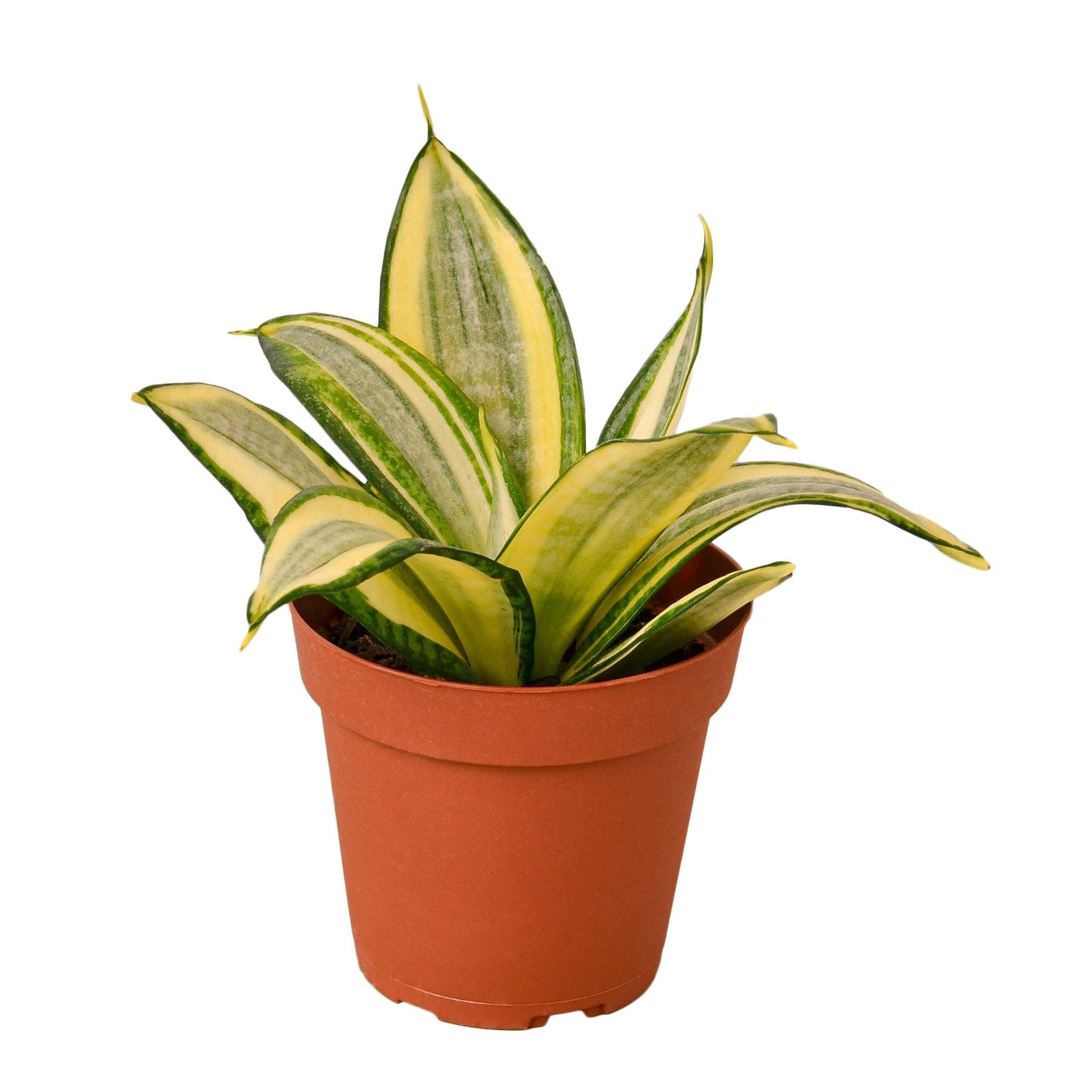 Snake Plant Gold Hahnii - 4&quot; Pot - NURSERY POT ONLY