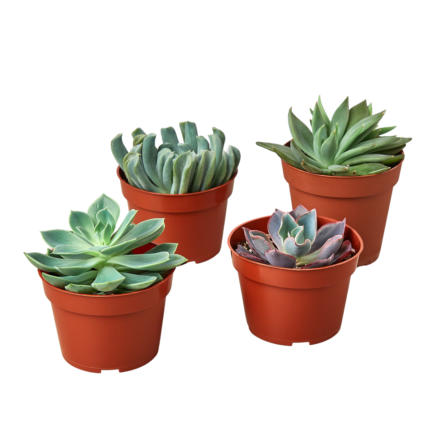 4 Echeveria Succulent Variety Pack - 4.0&quot; Pot