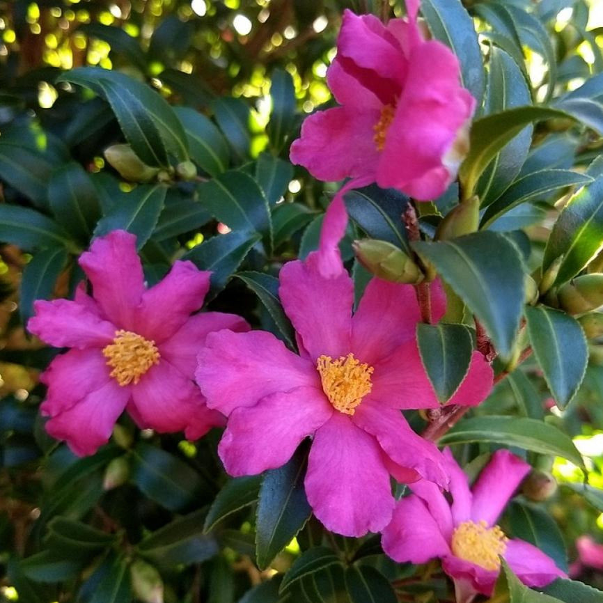Slim N Trim Camellia-Gorgeous Rose Pink Petals