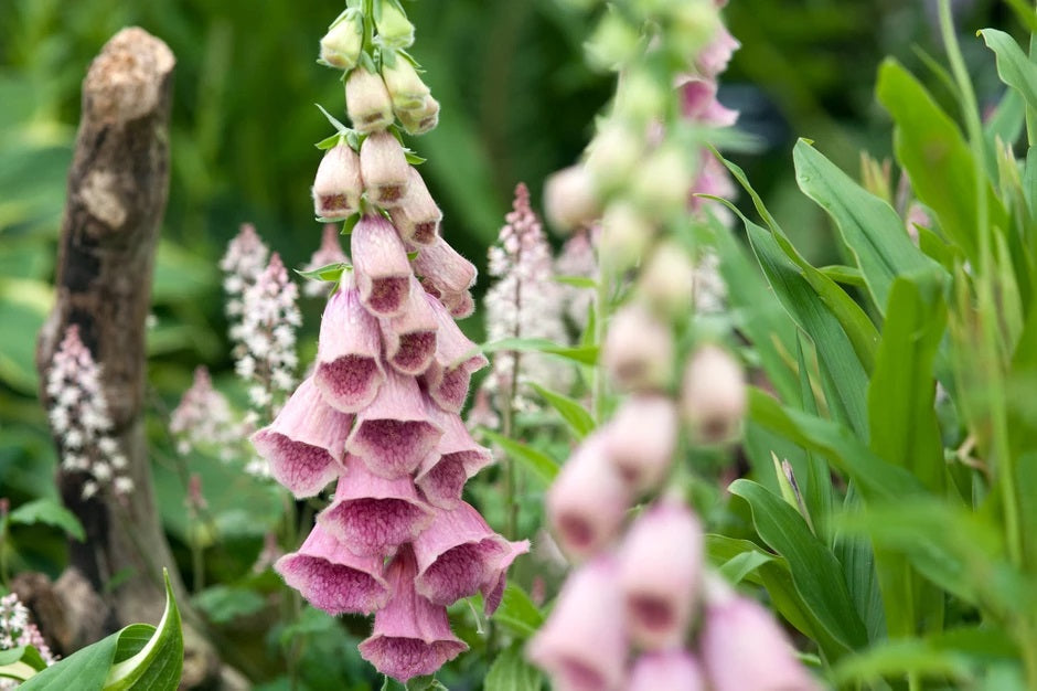 1 Gallon Pot: Digitalis Mertonensis Strawberry Foxglove