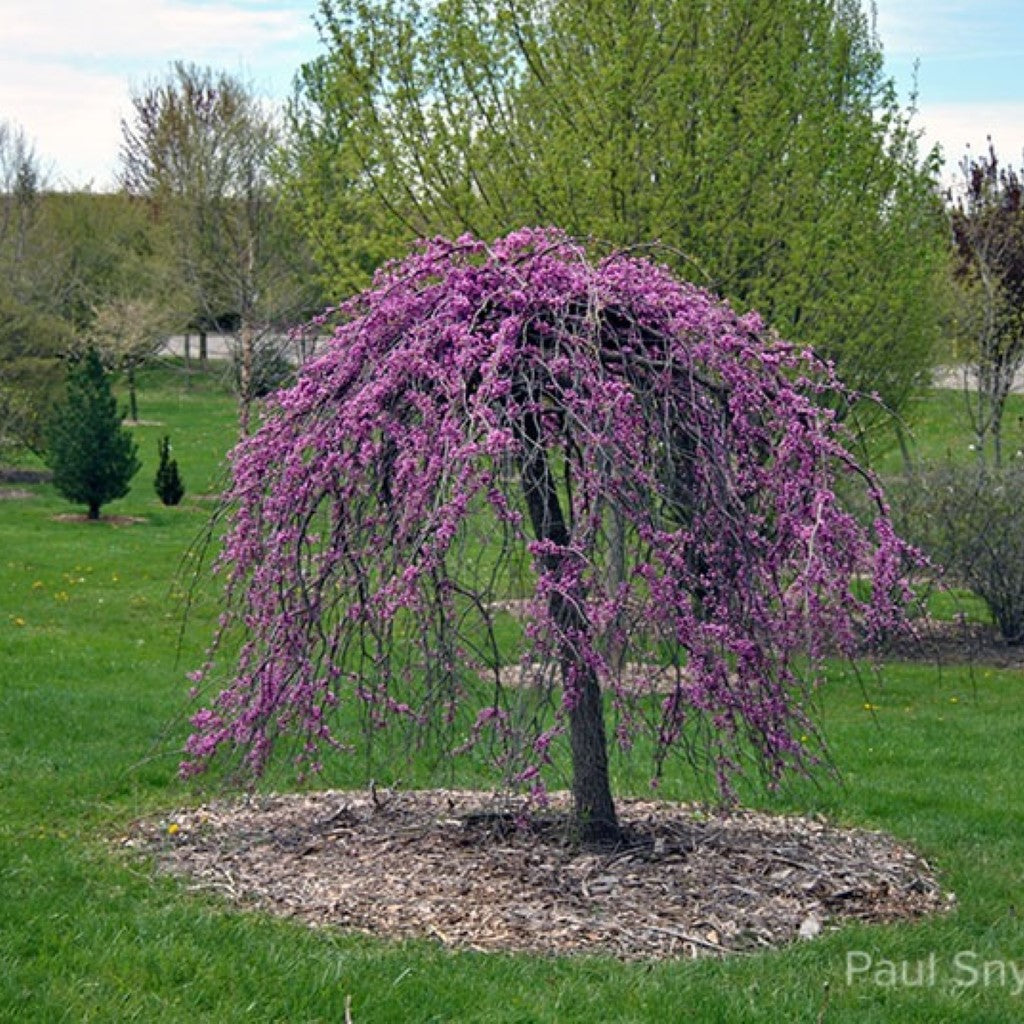 Lavender Twist Weeping Redbud