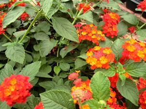 4 Inch Round Pot/10 Count Flat: Lantana Camara &