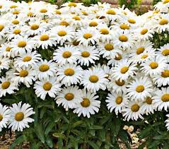 (1 Gallon) Leucanthemum Superbum Amazing Daisies Daisy May Daisy Duke Pp21914 Shasta Daisy Proven Winners