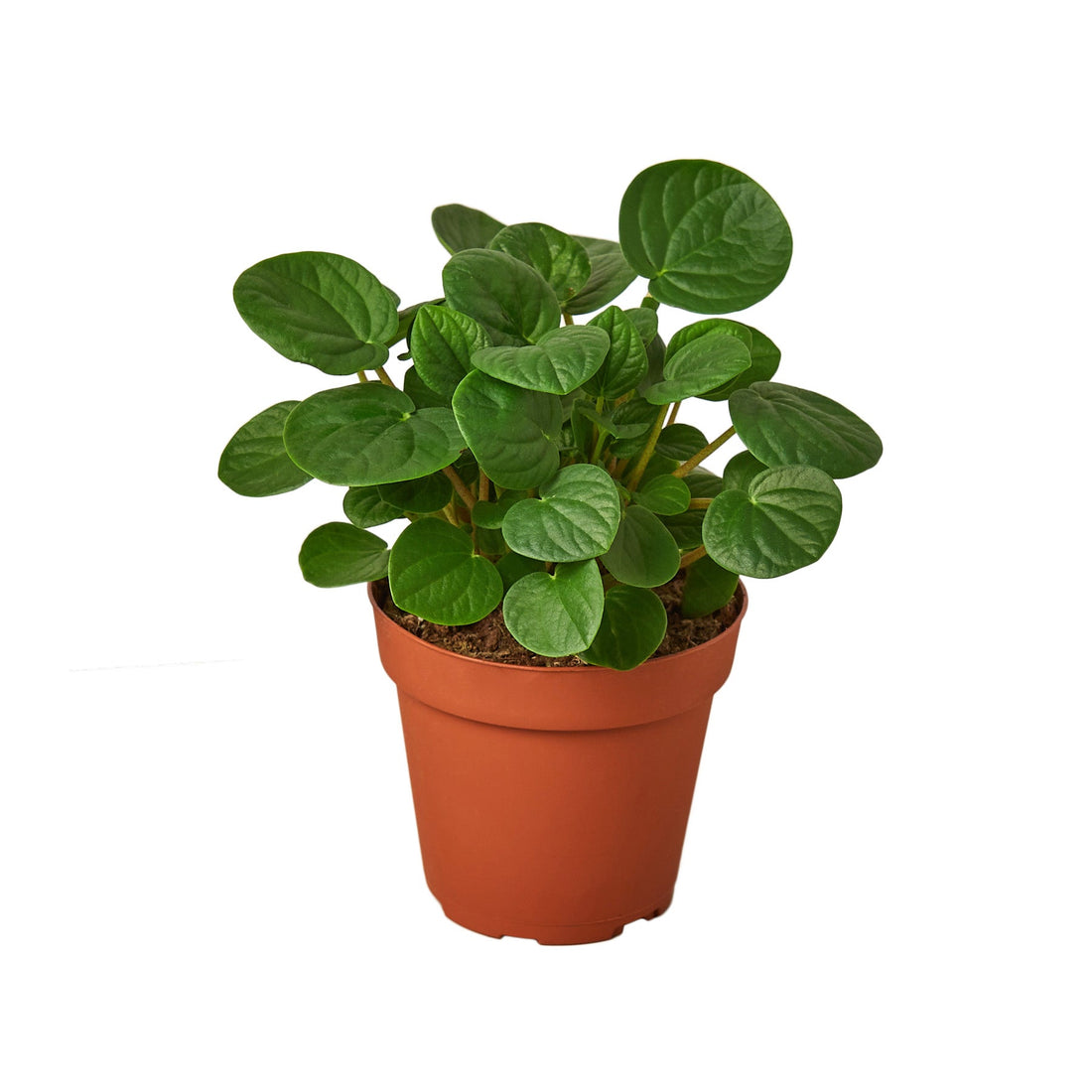 Peperomia &