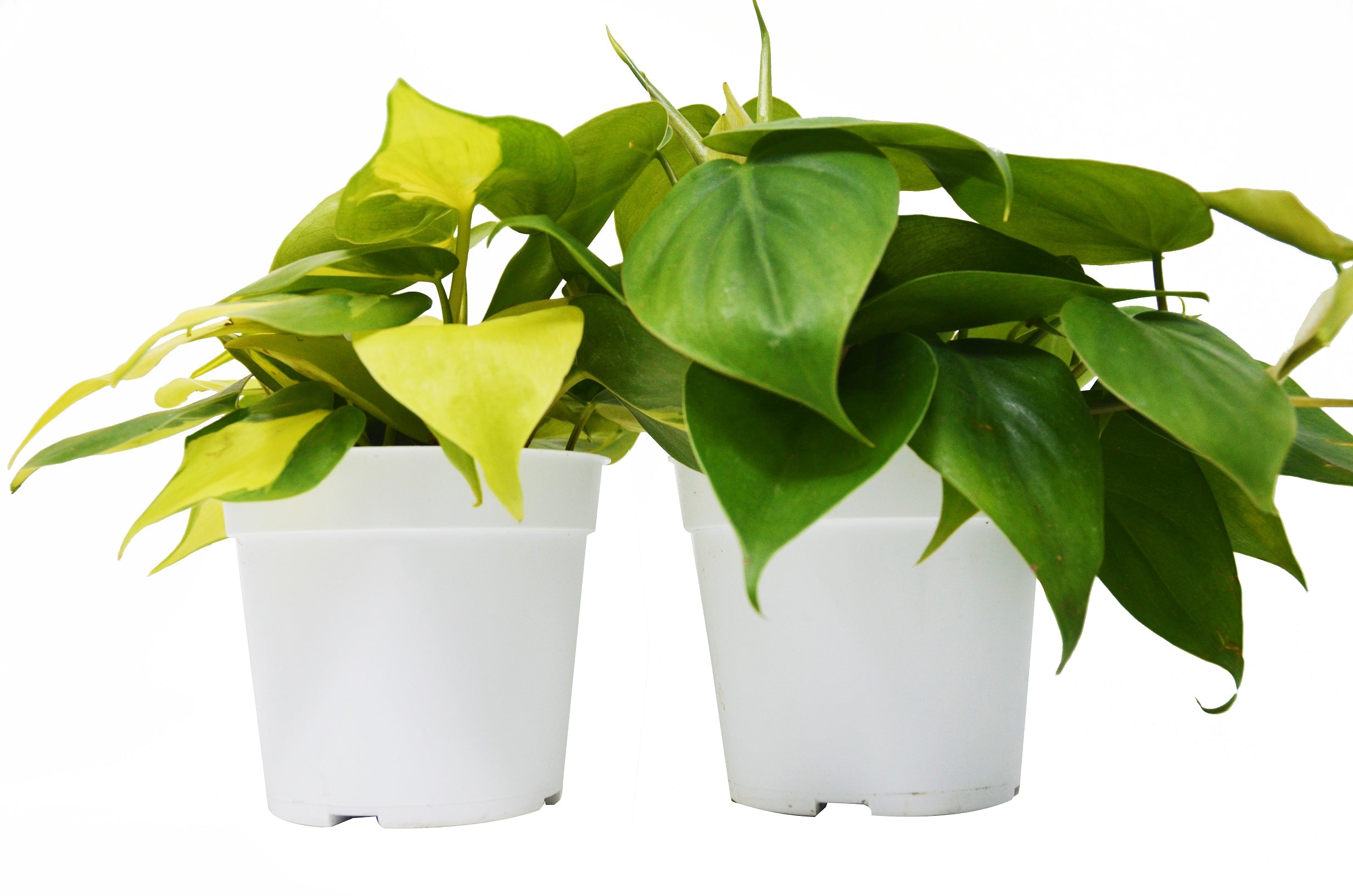 2 Philodendron Variety Pack - 4&quot; Pots