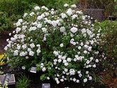 Igloo Viburnum is a Deciduous Shrub That Produces Masses of Beautiful White 4" Lacecap Flower Clusters In May Giving It The Appearance of An Igloo.