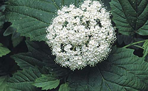 Igloo Viburnum is a Deciduous Shrub That Produces Masses of Beautiful White 4&quot; Lacecap Flower Clusters In May Giving It The Appearance of An Igloo.