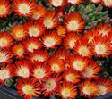 4 Inch Round Pot/10 Count Flat: Delosperma Hot Cakes &