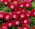 (4 Inch Round Pot/10 Count Flat) Delosperma Hot Cake Saucy Strawberry Ppaf Iceplant