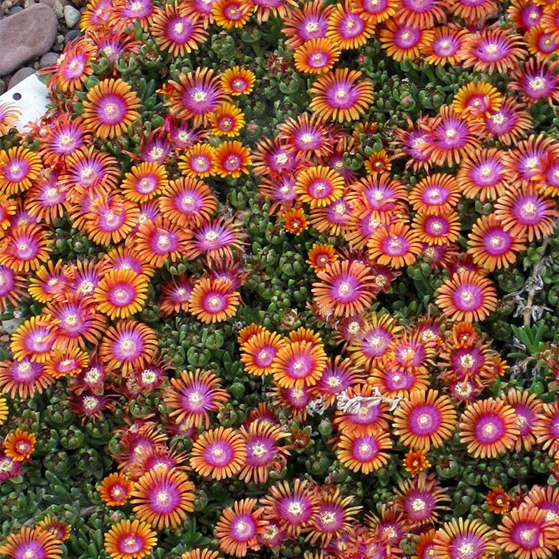 Quart Pot/10 Count Flat: Delosperma &