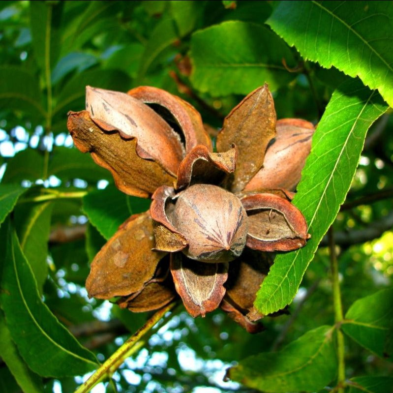 Desirable Pecan Tree Produces a Very Large Papershell Nut That Are Easily Cracked In The Hand Like a Peanut.