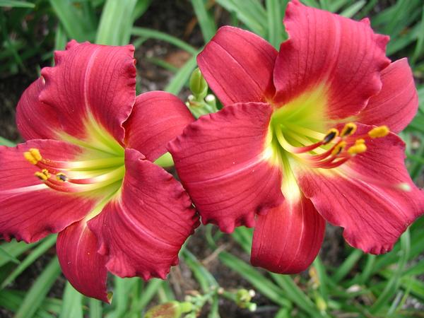 Hemerocallis Ruby Stella, Ruby Stella Daylily