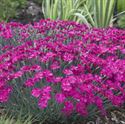 Quart Pot/10 Count Flat: Dianthus X &