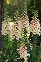 Quart Pot/10 Count Flat: Digitalis Purpurea &