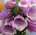 Quart Pot/10 Count Flat: Digitalis Purpurea &