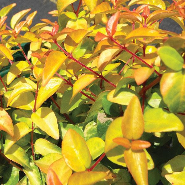 Peach Perfection Abelia- Offers Shades of Orange and Copper That Matures To Bright Yellow and Yellowish Green On Reddish Stems On a Compact Plant.