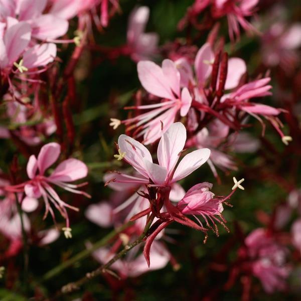 Quart Pot/10 Count Flat: Quart Pot/10 Count Flat: Gaura Belleza Series &