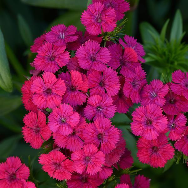 (4 Inch) Dianthus &