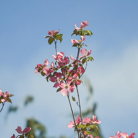 Super Princess Dogwood