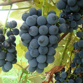 Ives Seedless Grape