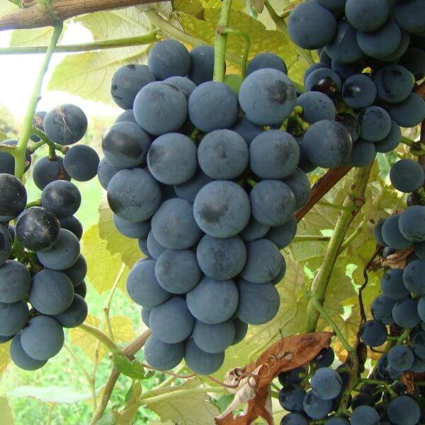 Ives Seedless Grape