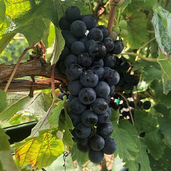 Merlot Grape Plant