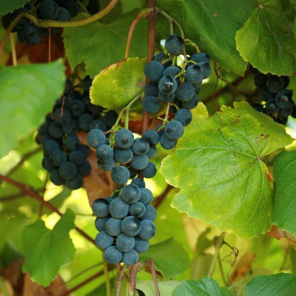 Sunbelt Grape Vine Shrub
