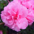 Azalea Bloom-A-Thon Pink Double Azalea Rhododendron