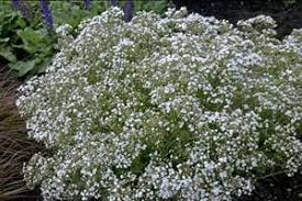 (1 Gallon) Gypsophila Paniculata Festival Star Baby&