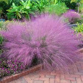 Purple Muhly Grass