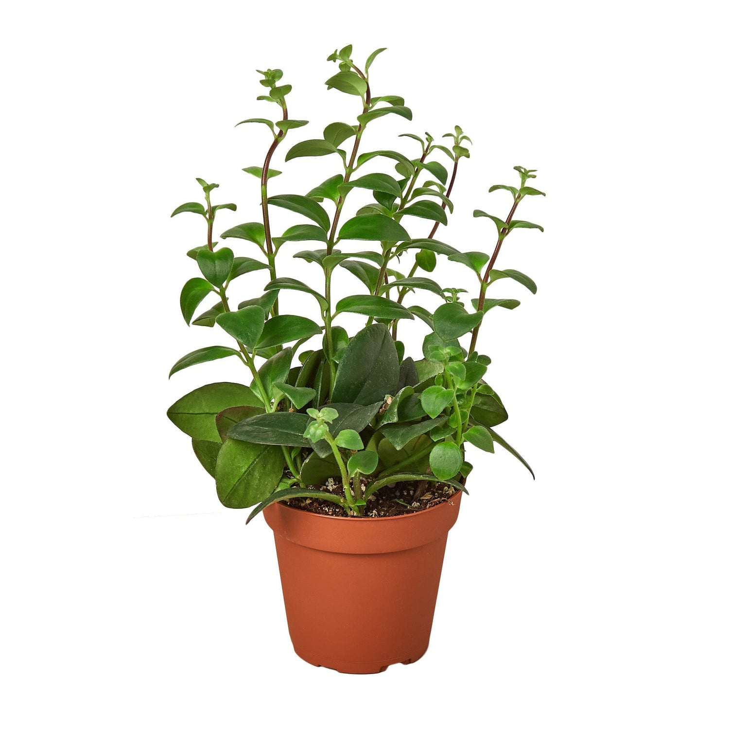 Lipstick Plant - 4&quot; Pot - NURSERY POT ONLY