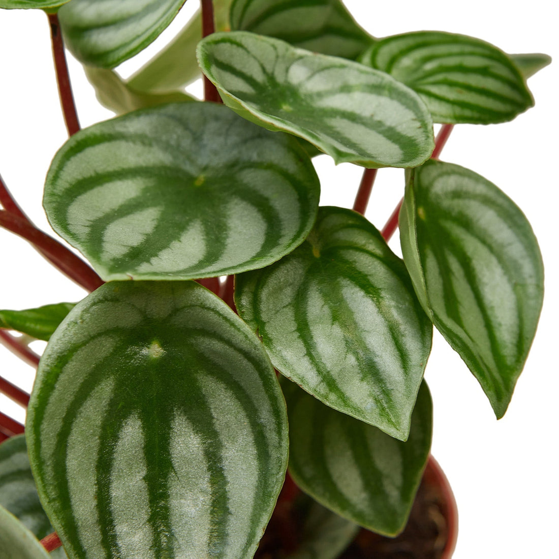 Peperomia Watermelon - 6&quot; Pot - NURSERY POT ONLY