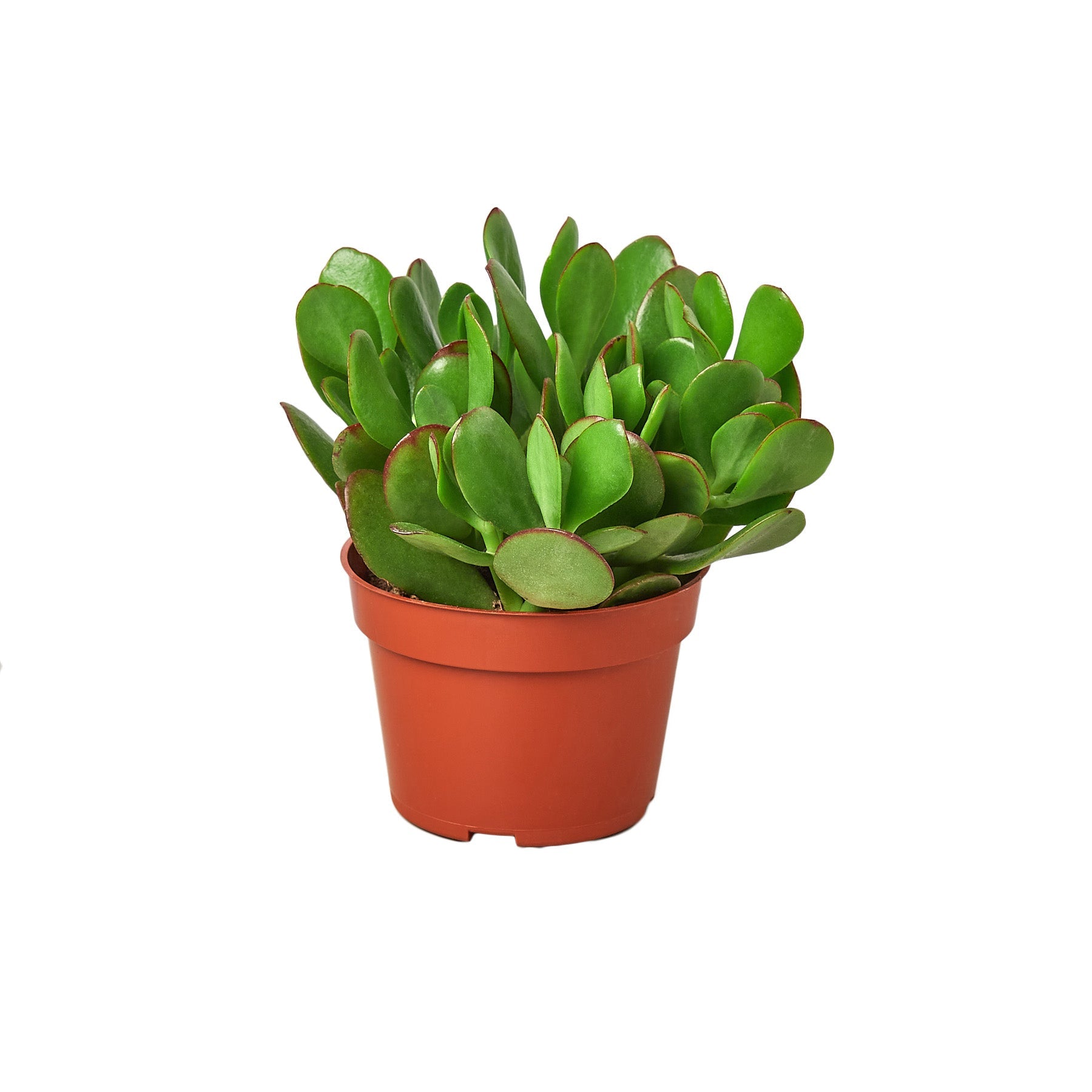 Succulent Crassula &