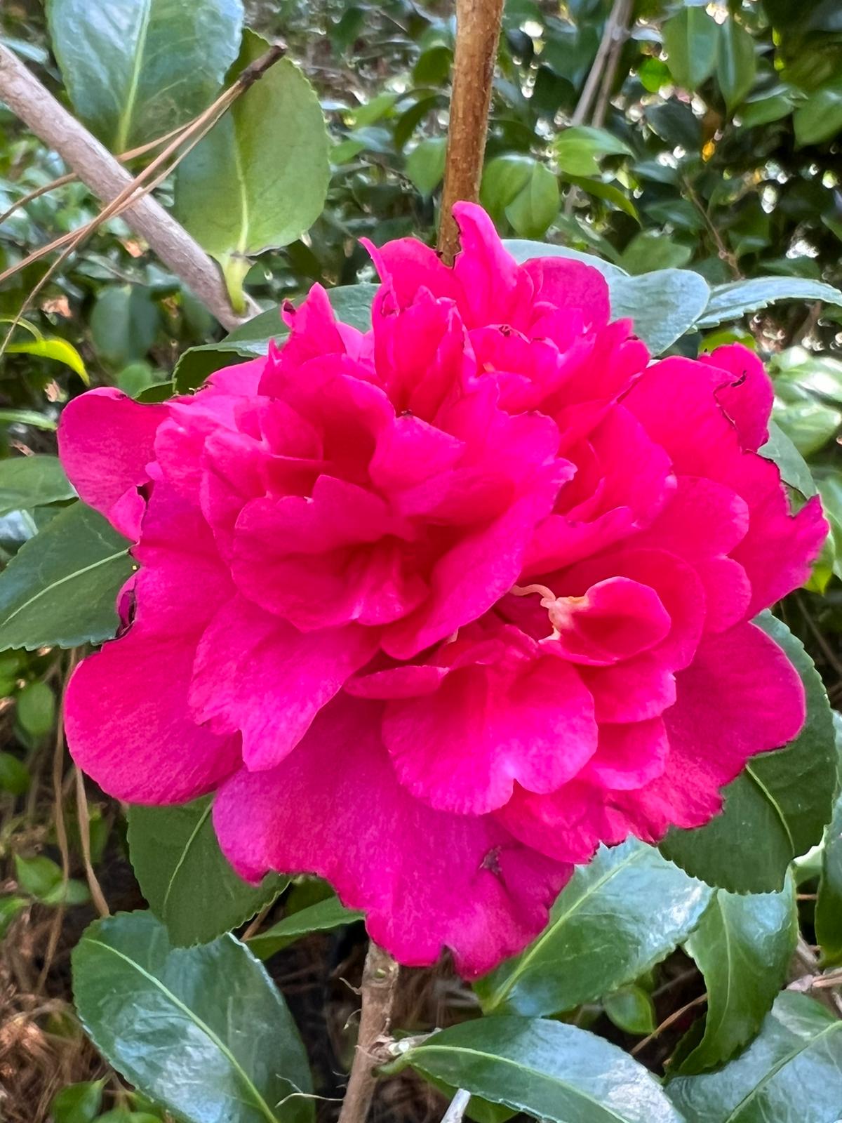 Camellia Alabama Beauty- Stunning Rosy-Red Blooms