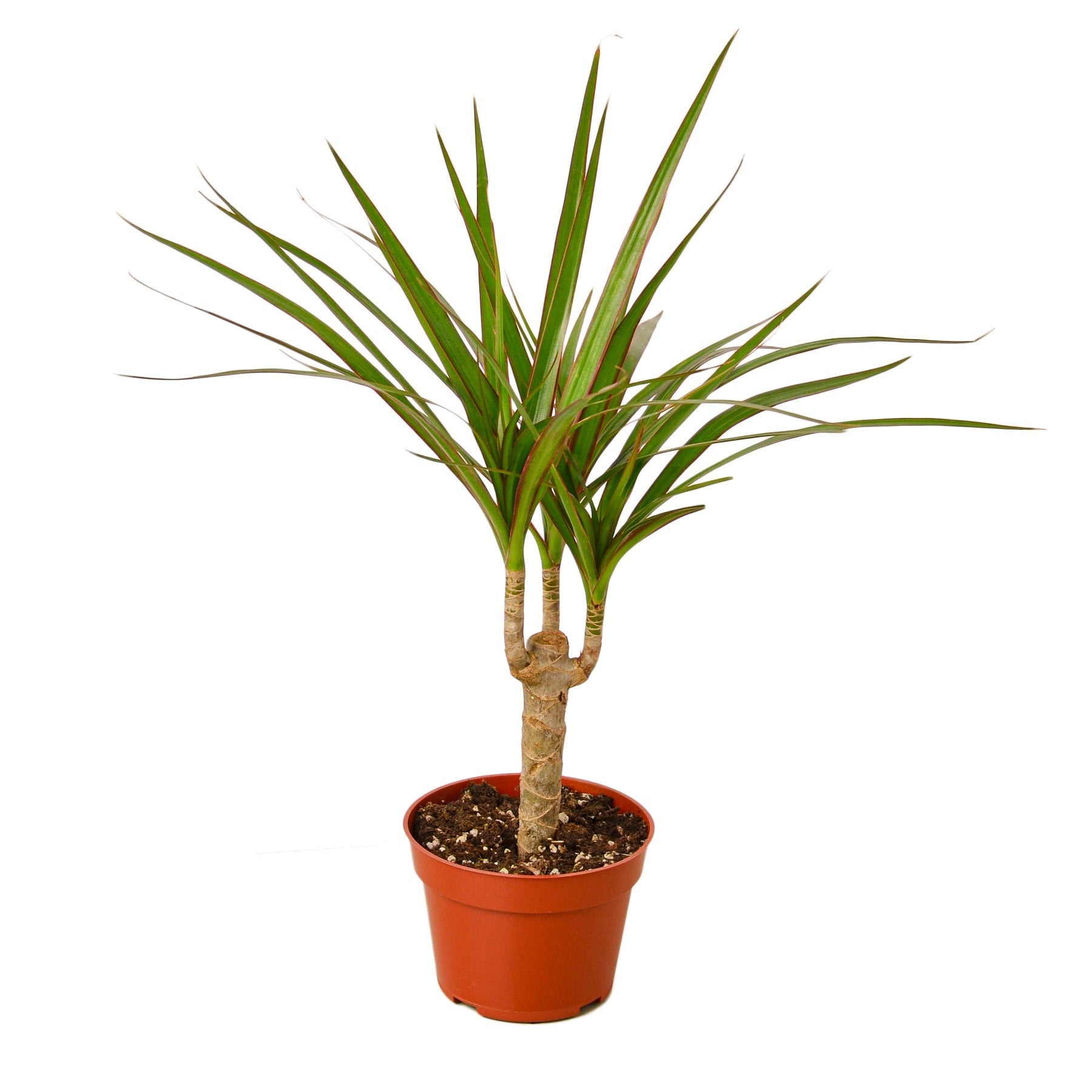 Dracaena Marginata Cane - 4&quot; Pot - NURSERY POT ONLY