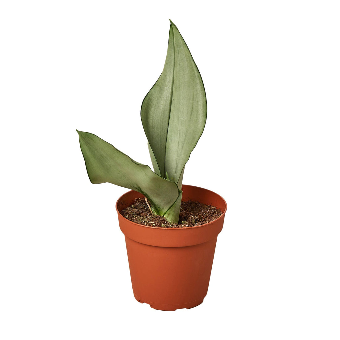 Snake Plant Moonshine - 4&quot; Pot - NURSERY POT ONLY