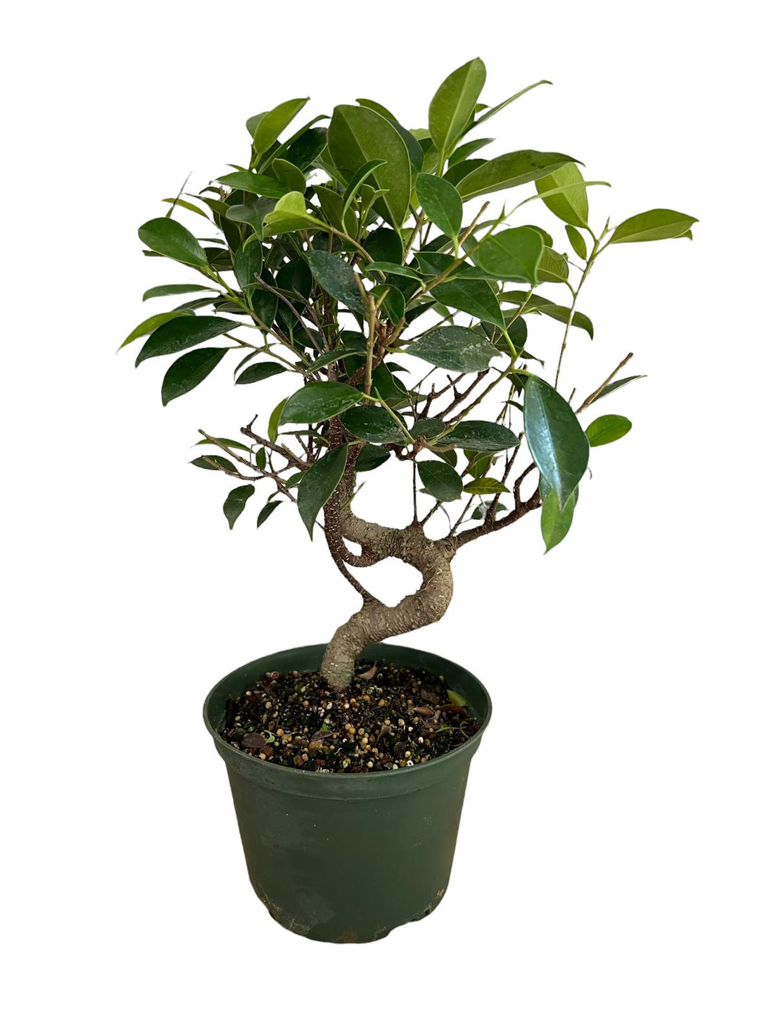 Bosai Ficus Retusa (Live Plant), Indoor/Outdoor Plant